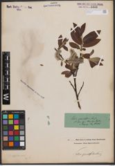 Foto von Salix appendiculata Vill.